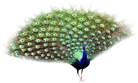 uluabat kuş cenneti